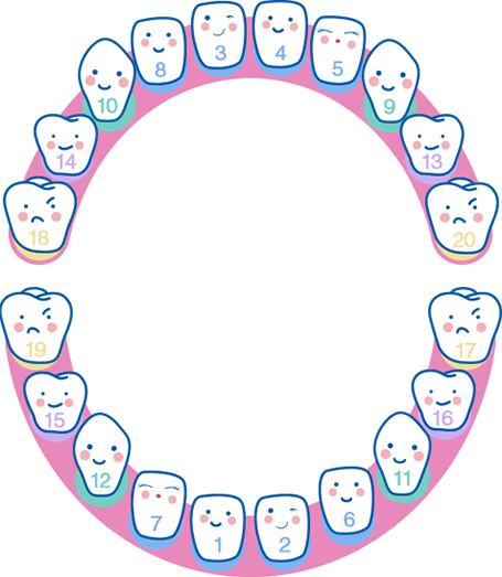 Âge dent bébé : quelles dents à quel âge ? poussée dentaire - Dent bébé